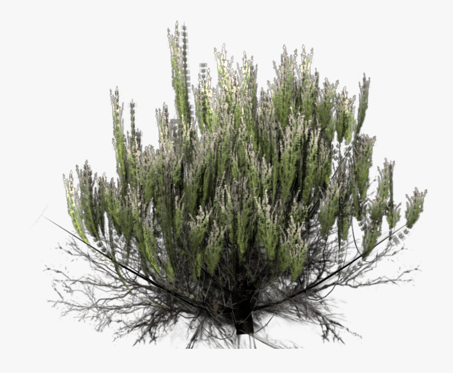 Drawn Desert Bush - Desert Shrub Png, Transparent Clipart