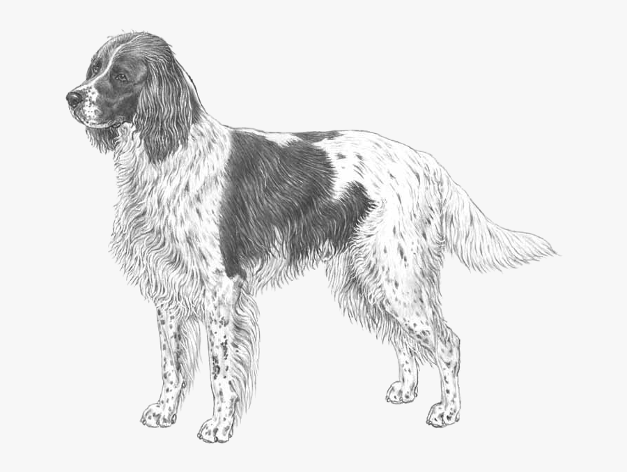 Clip Art French Spaniel - Moscow Watchdog, Transparent Clipart