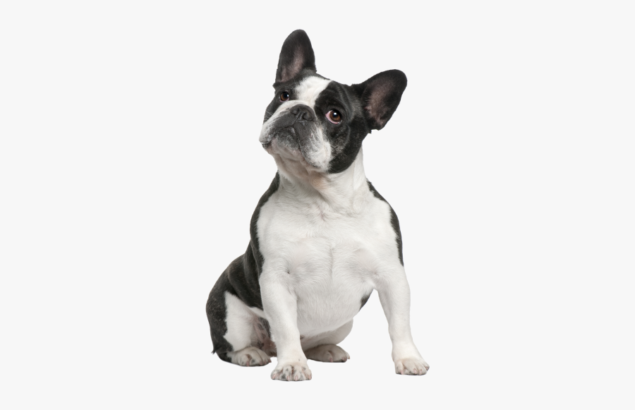 French Bulldog Boston Terrier American Bulldog American - Boston Terrier Transparent Background, Transparent Clipart