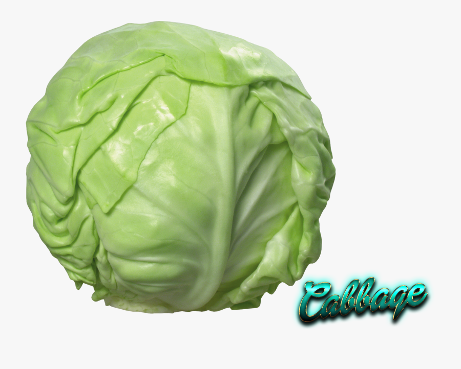 Napa Cabbage Png - Transparent Cabbage Clip Art, Transparent Clipart