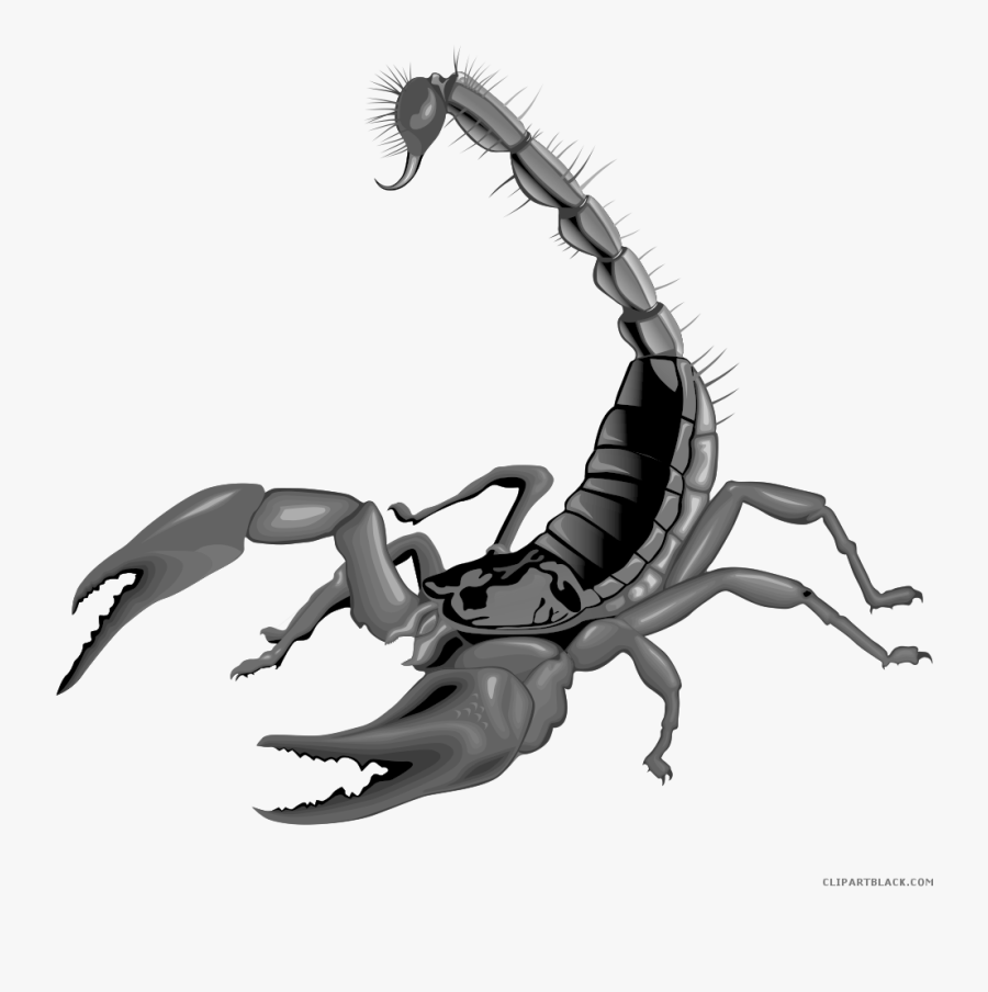 Gymnastics Clipart Scorpion - Scorpions Png, Transparent Clipart