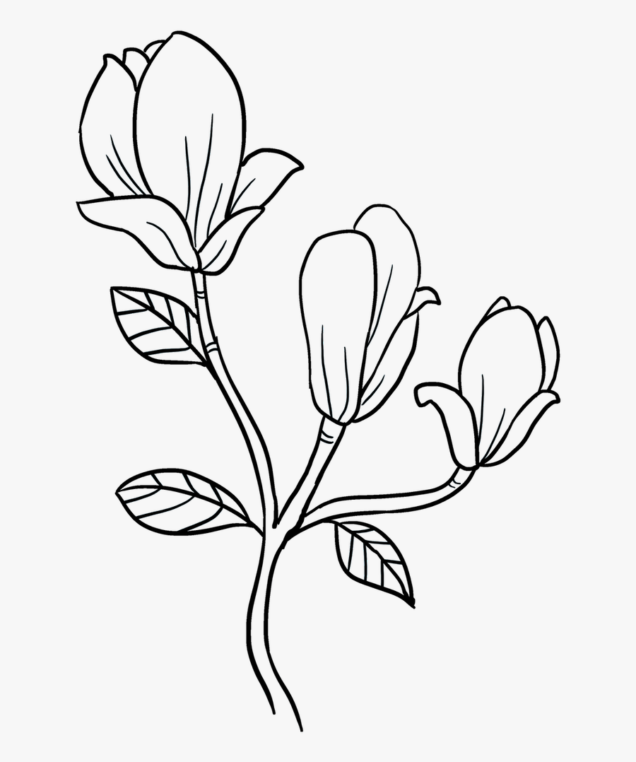 Clip Art How To Draw A Magnolia Flower, Transparent Clipart