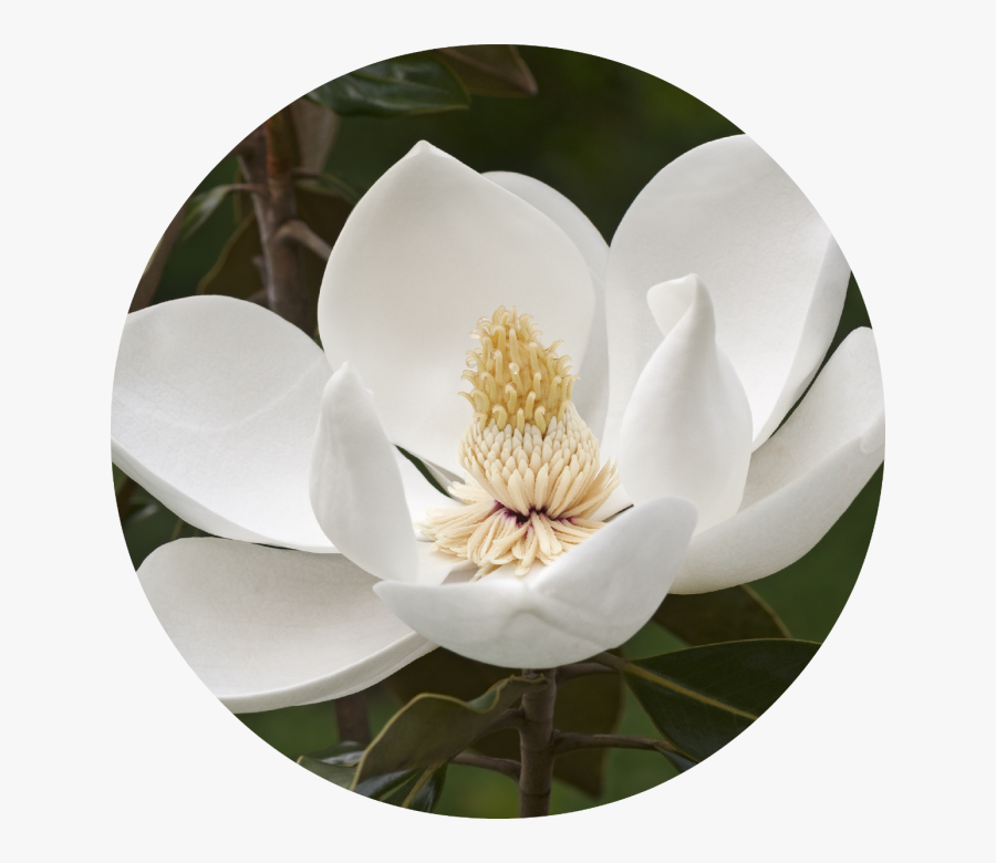 Magnolia Tree Flower, Transparent Clipart