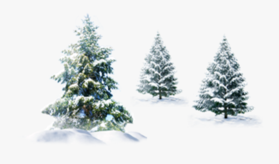 #ftestickers #winter #snow #landscape #trees #pine - Pine Tree Snow Png, Transparent Clipart