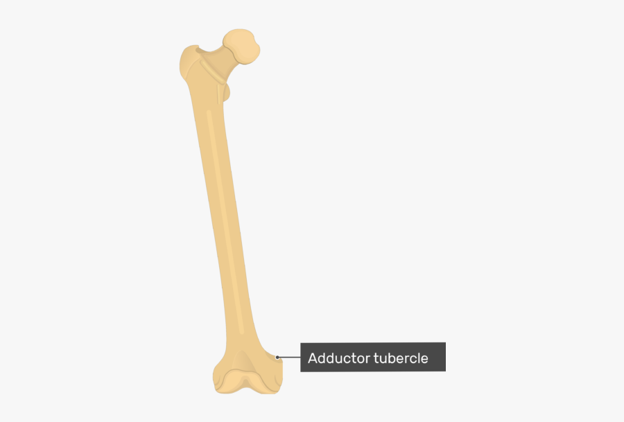 Clip Art Adductor Tubercle Of Femur - Bone , Free Transparent Clipart ...