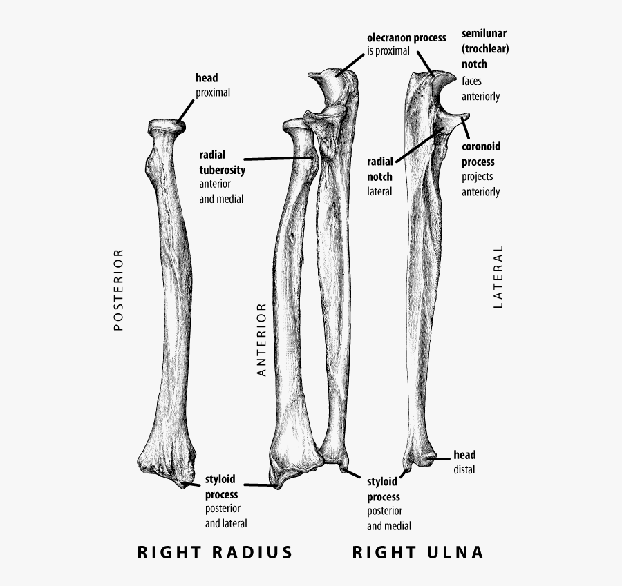 Transparent Femur Bone Clipart - Right Vs Left Radius And Ulna, Transparent Clipart