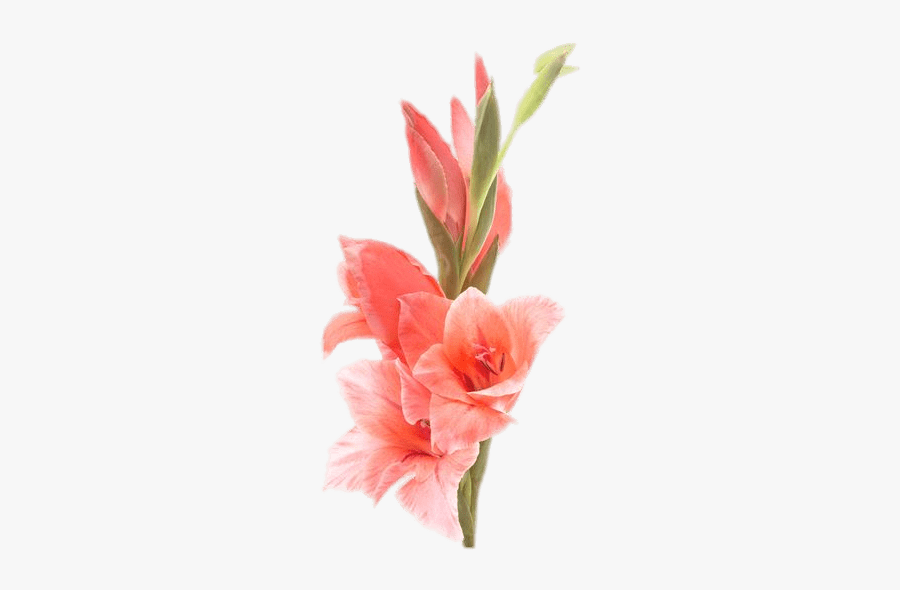 Gladiolus - Gladiolus Flower Png, Transparent Clipart