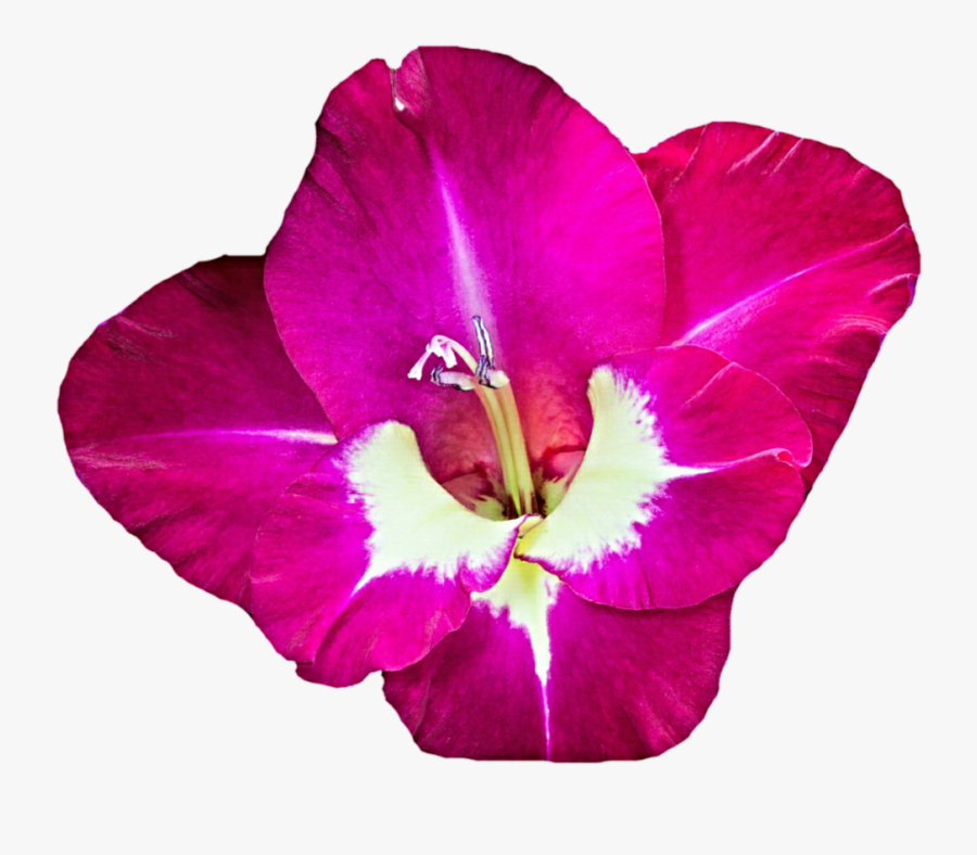 Gladiolus Clipart Cartoon - Clip Art Free Gladiolus, Transparent Clipart