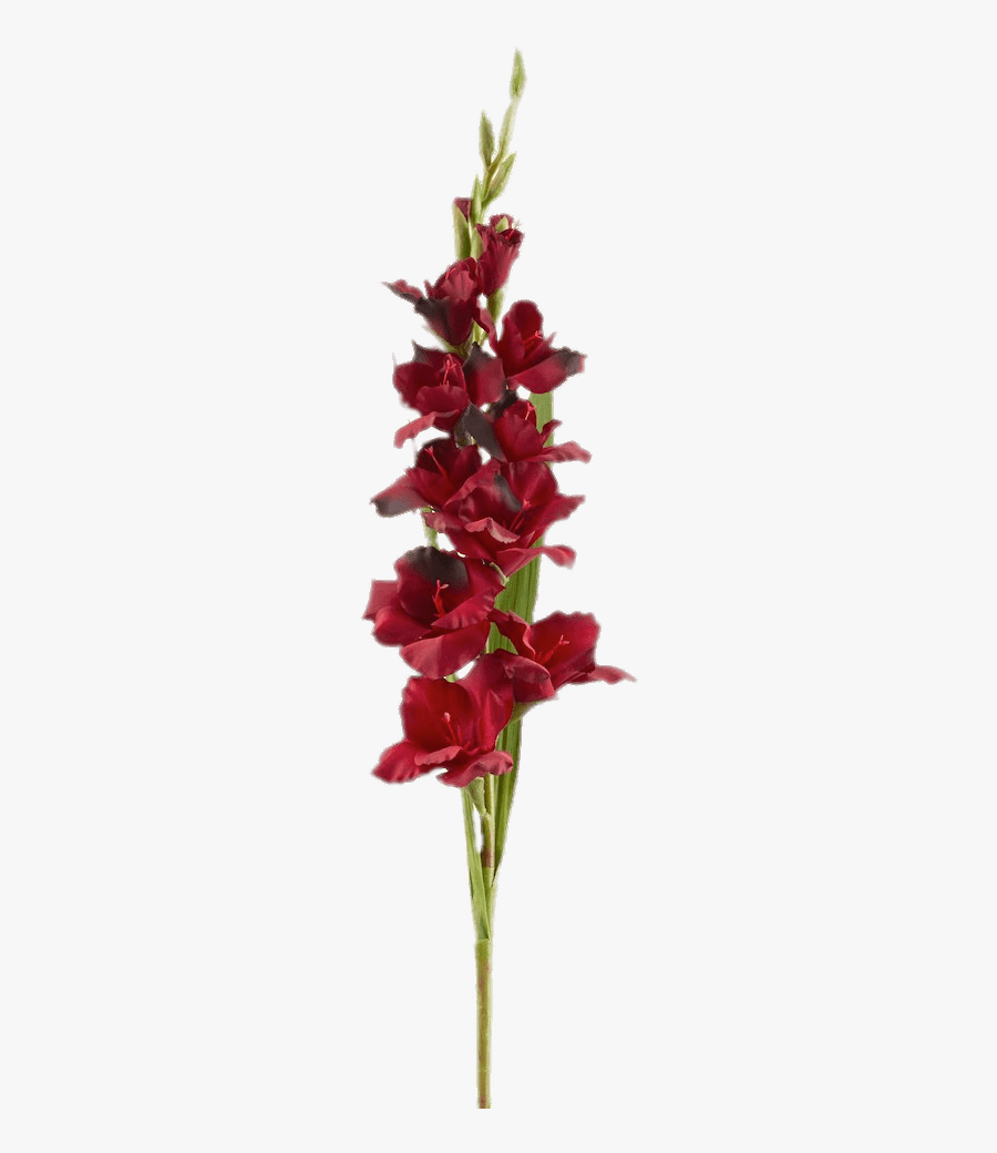 Red Gladiolus - Clip Art, Transparent Clipart
