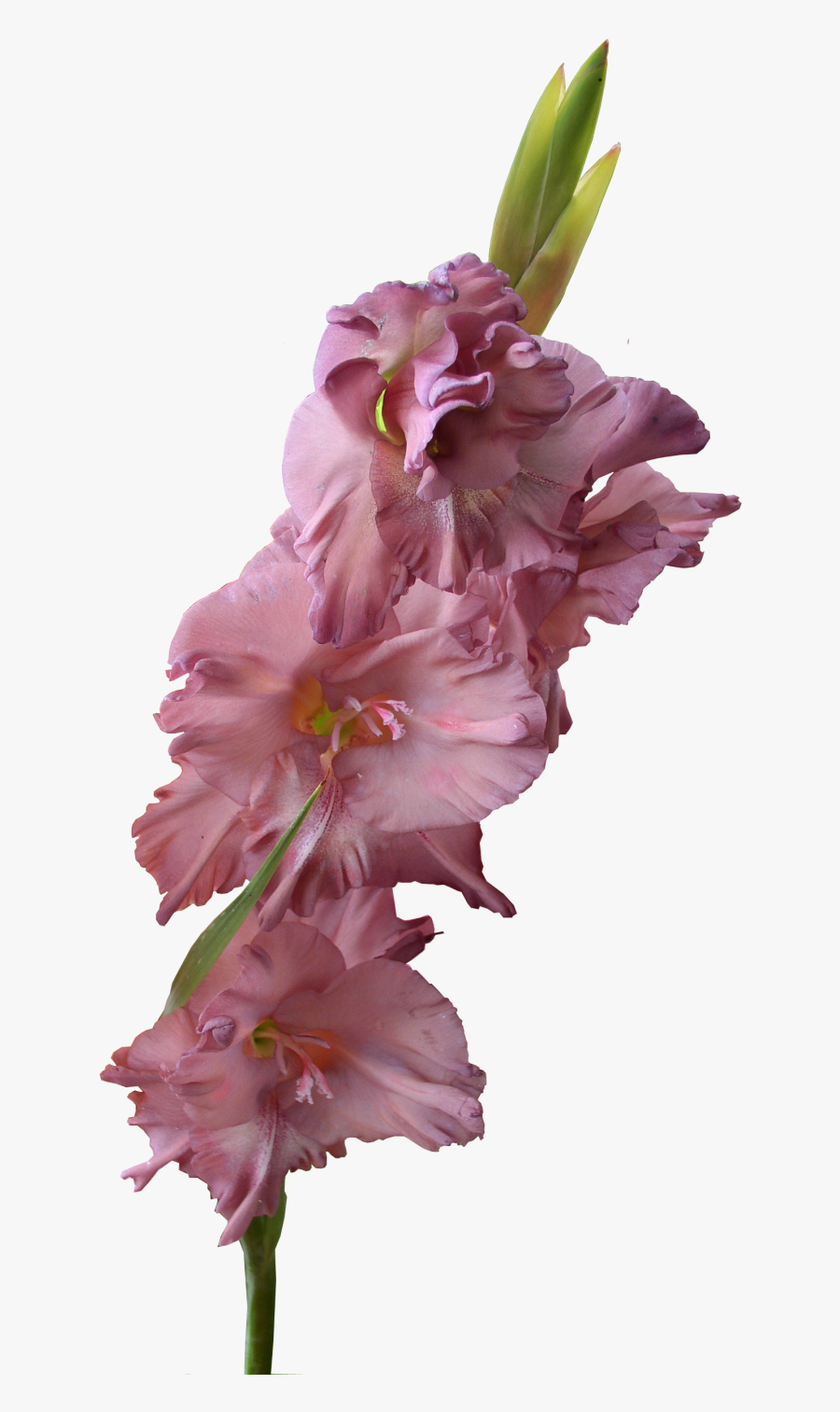 Gladiolus Png, Transparent Clipart