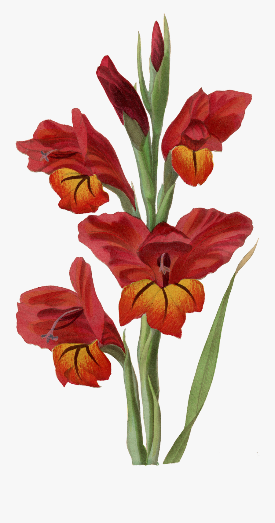 Transparent Gladiolus Png - Gladiolus Png, Transparent Clipart