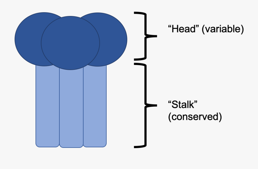 Head And Stalk - Hemagglutinin Influenza Head Stalk, Transparent Clipart