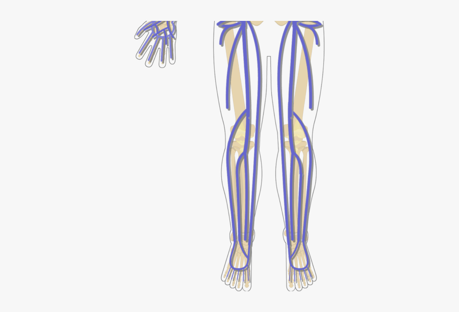 Clip Art The Major Systemic Veins - Human Arteries And Veins Unlabelled, Transparent Clipart