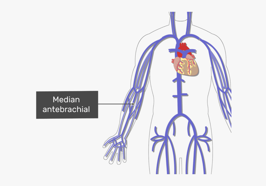 Clip Art Median Antebrachial Vein - Arteries And Veins Unlabeled Test, Transparent Clipart