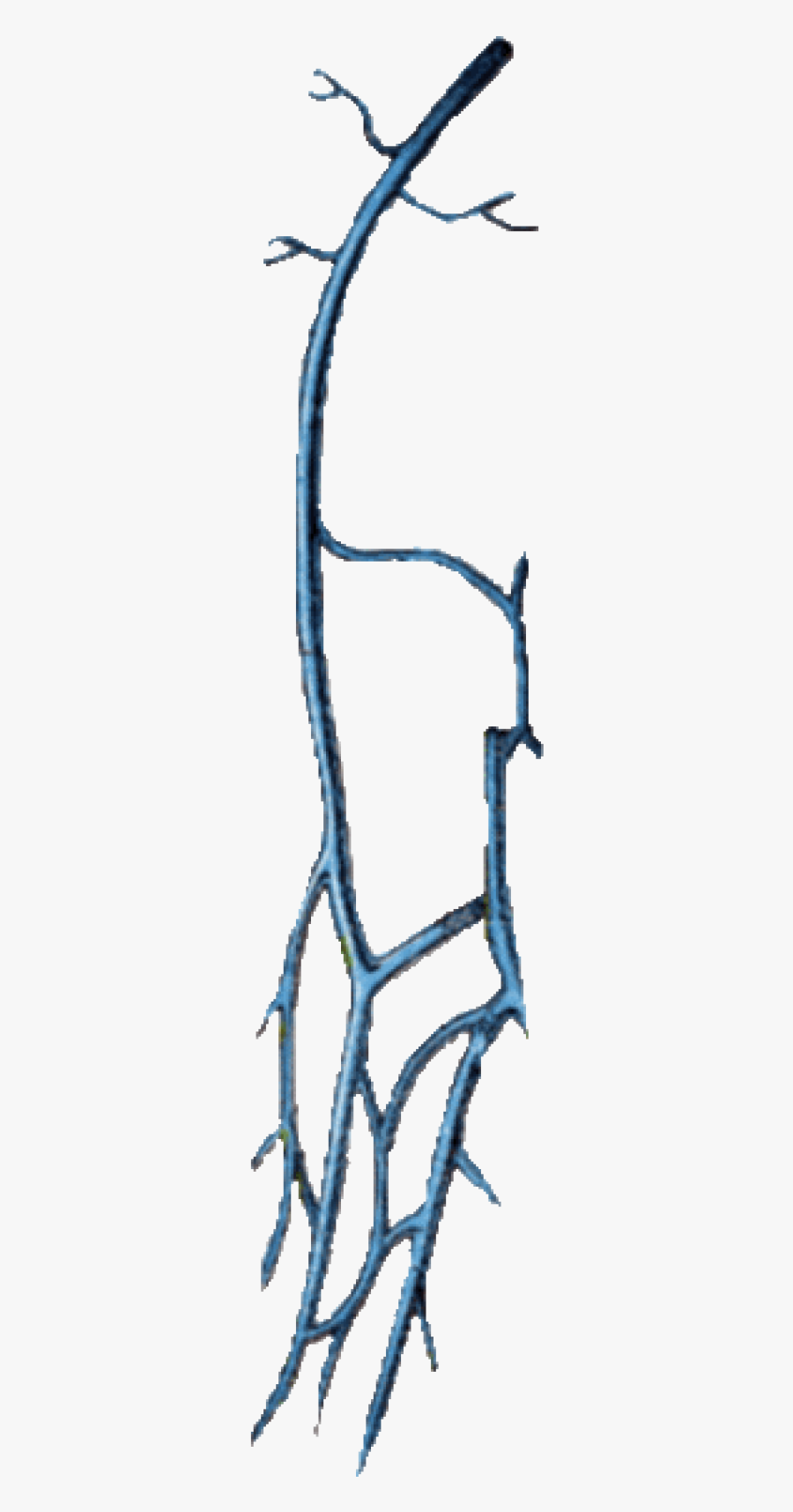 Vein Clipart, Transparent Clipart