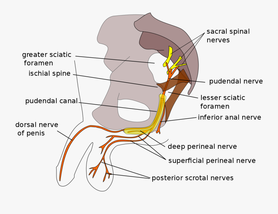 Transparent Nerves Png - Pudendal Nerve, Transparent Clipart