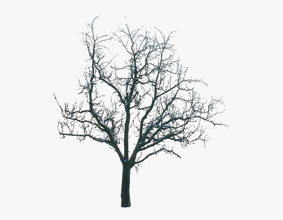 Transparent Winter Trees Png, Transparent Clipart