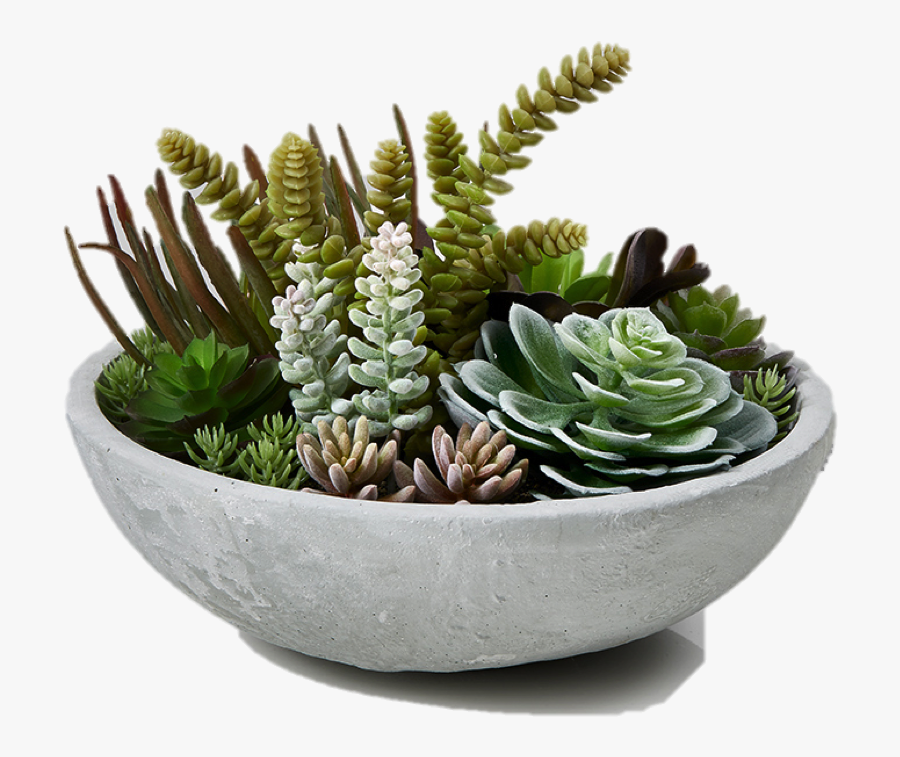 Succulent Plant Garden Plants Succulent Bowl Flowerpot - Succulent Plants Transparent Background, Transparent Clipart