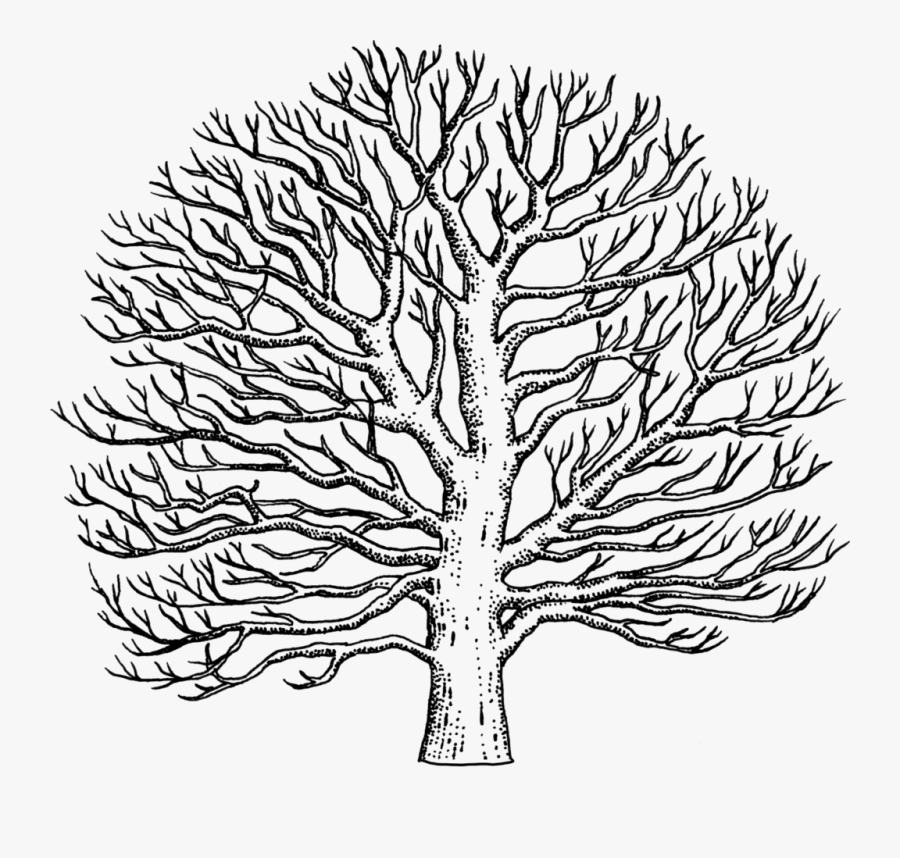Drawn Tree Sycamore Tree - Easy To Draw Sycamore Tree, Transparent Clipart