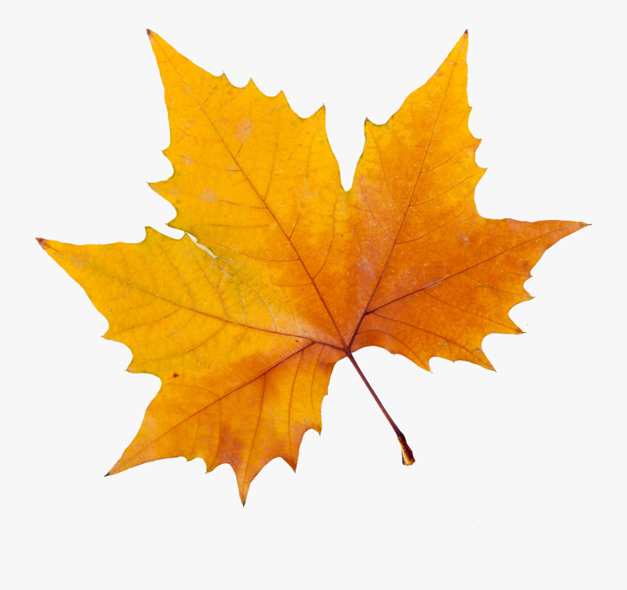 Sycamore Leaf In Autumn, Transparent Clipart