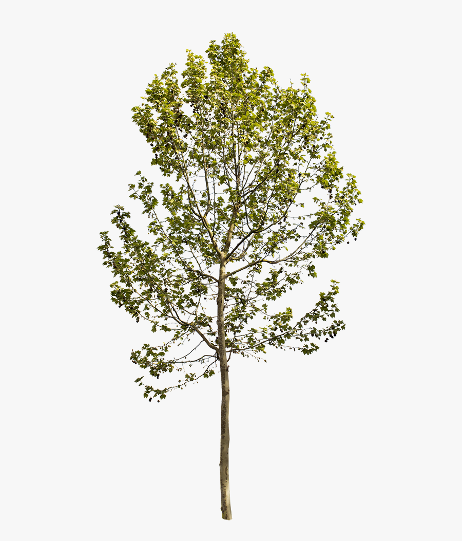 Transparent Sycamore Tree Png - Platanus Occidentalis Png , Free ...