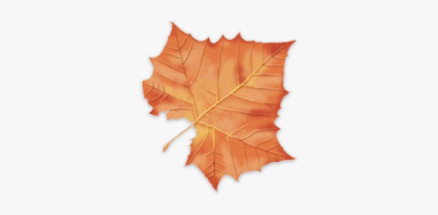 Autumn Leaves Clipart Sycamore Leaf - Maple Leaf, Transparent Clipart