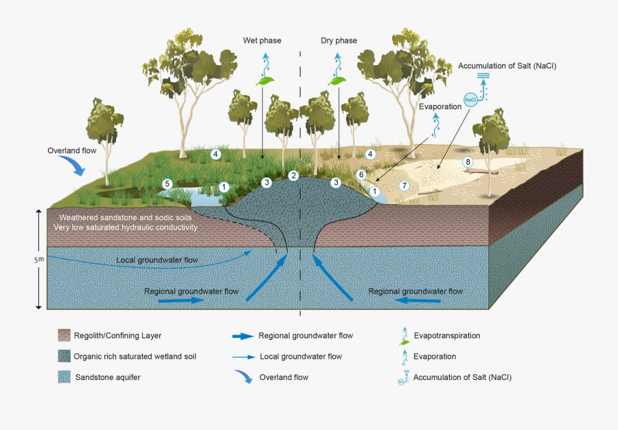Transparent Ecosystem Clipart - Wetland Ecosystem Wetland Diagram, Transparent Clipart
