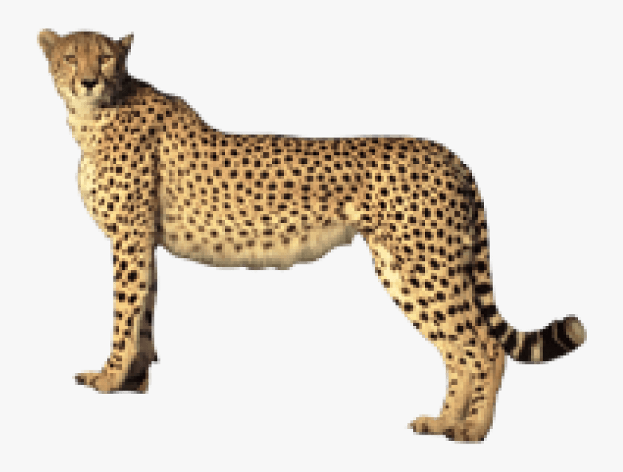 Transparent Cheetahs Clipart - Cheetah Transparent Background, Transparent Clipart