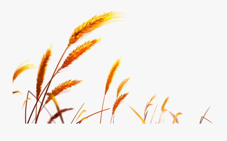 Free Png Download Wheat Png Images Background Png Images - Transparent Background Wheat Png, Transparent Clipart