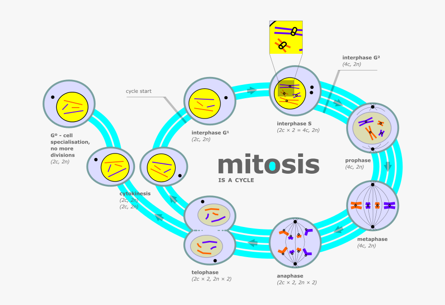 Cytokinesis Drawing Animal Cell Diagram - Mitosis Diagram , Free ...