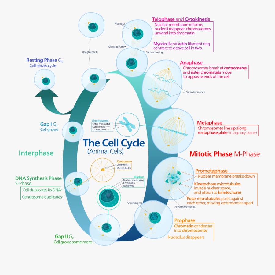 Cells Cycle, Transparent Clipart