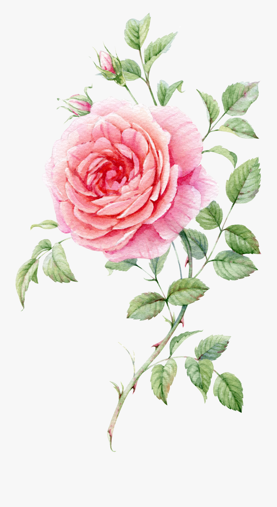 Pink Painted Life - Watercolor Rose Pink Png , Free Transparent Clipart