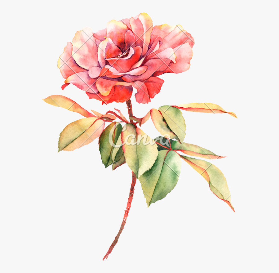 Transparent Single Red Rose Png - Png Pink Watercolor Flowers, Transparent Clipart