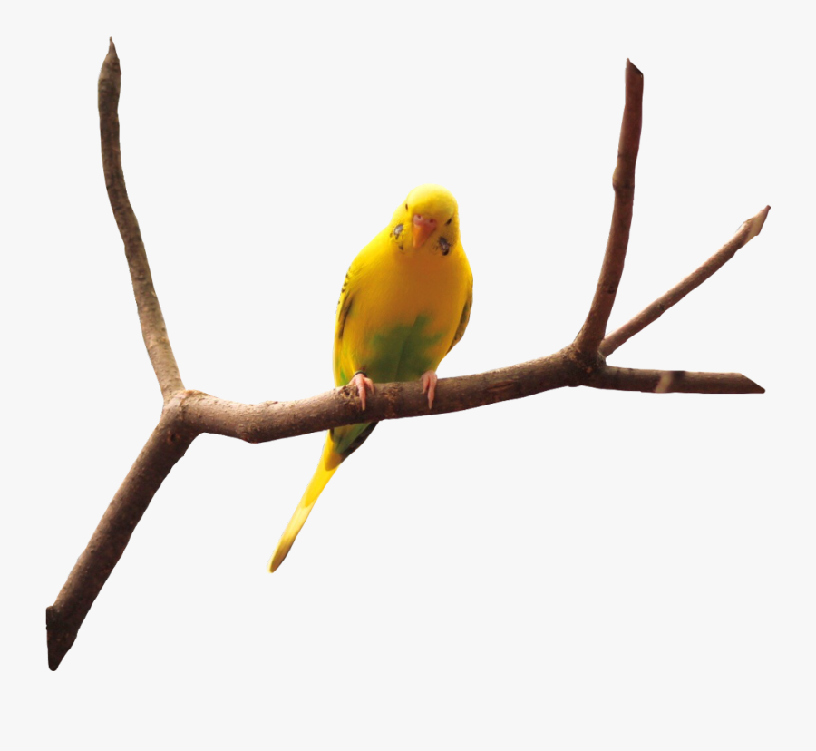 Pajaros En Png Reales, Transparent Clipart