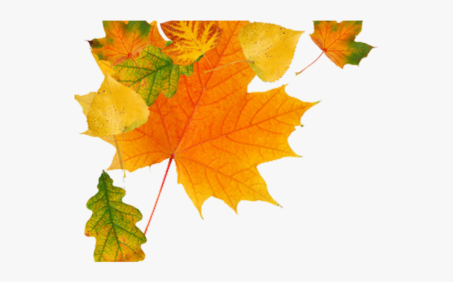 Leaf Clipart Transparent Background - Autumn Leaves Free Png, Transparent Clipart
