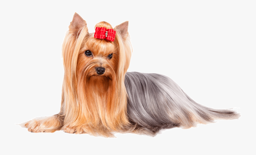 Yorkshire Terrier Puppy Png - Yorkshire Terrier Png, Transparent Clipart