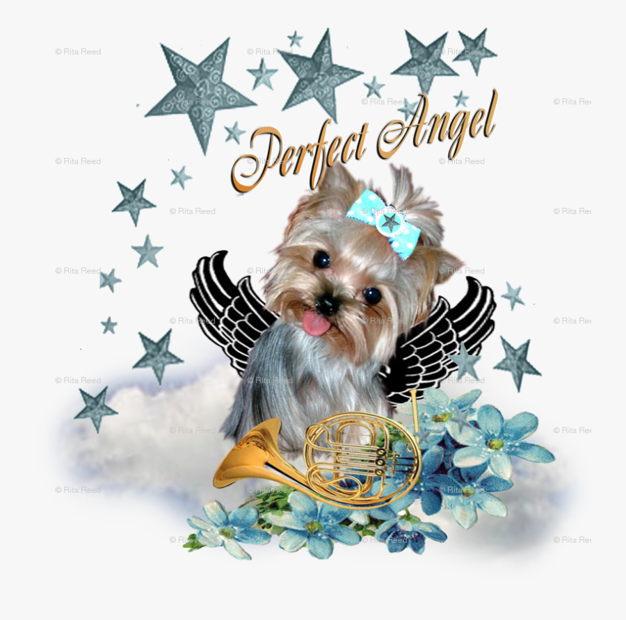 Yorkshire Terrier, Transparent Clipart