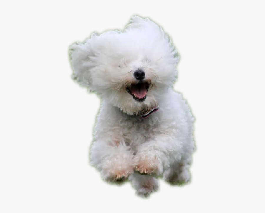 Clip Art Virginiabichonrescue Org Tidewater Frise - Bichon Frise Png, Transparent Clipart