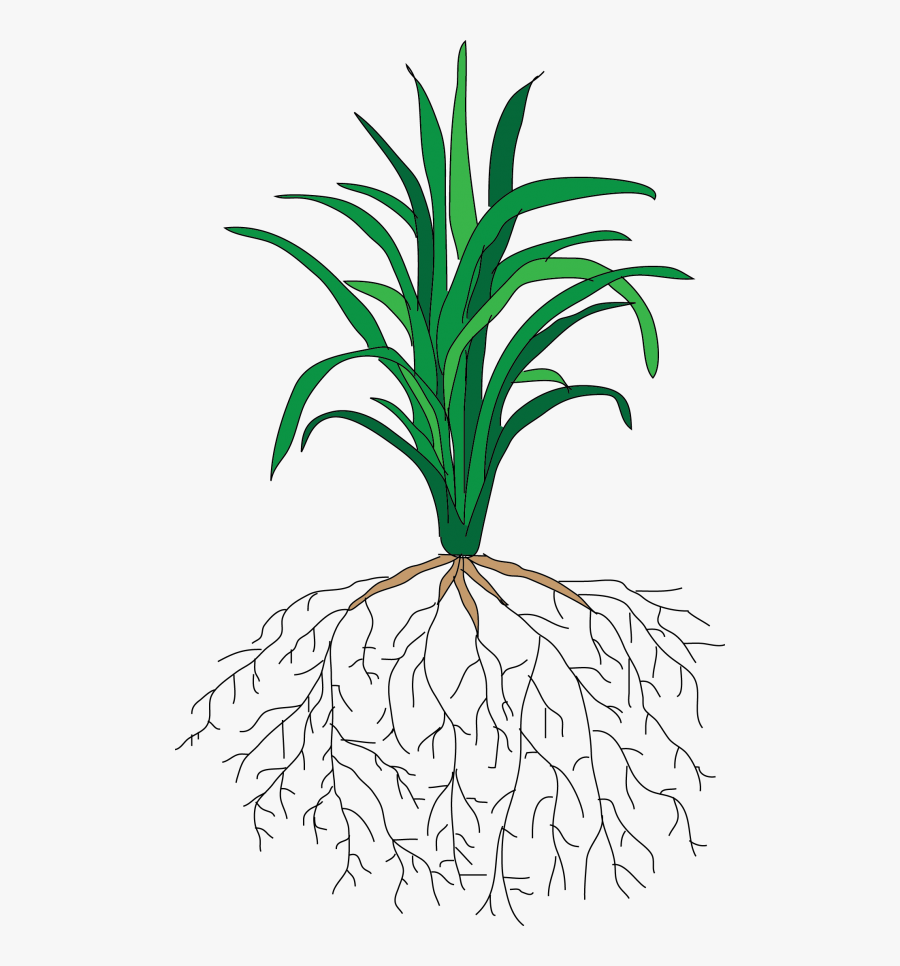Rice Plant With Roots , Free Transparent Clipart - ClipartKey