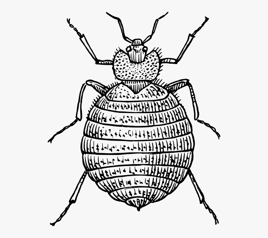 Clip Art Of Bedbug, Transparent Clipart