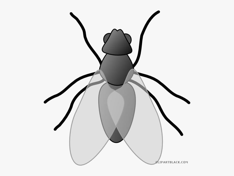 Insect Bug Animal Free Black White Clipart Images Clipartblack - Fly Clip Art, Transparent Clipart