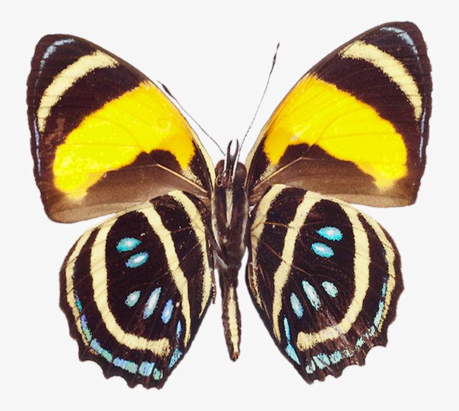 Real Butterfly Cliparts - Real Life Symmetrical Butterflies , Free ...