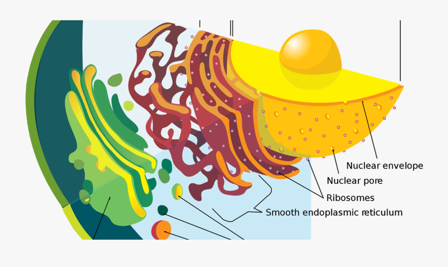 Secretory Vesicles Animal Cell Clipart , Png Download - Endomembrane System, Transparent Clipart