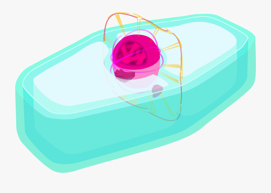 Plant Cell Prophase - Circle, Transparent Clipart