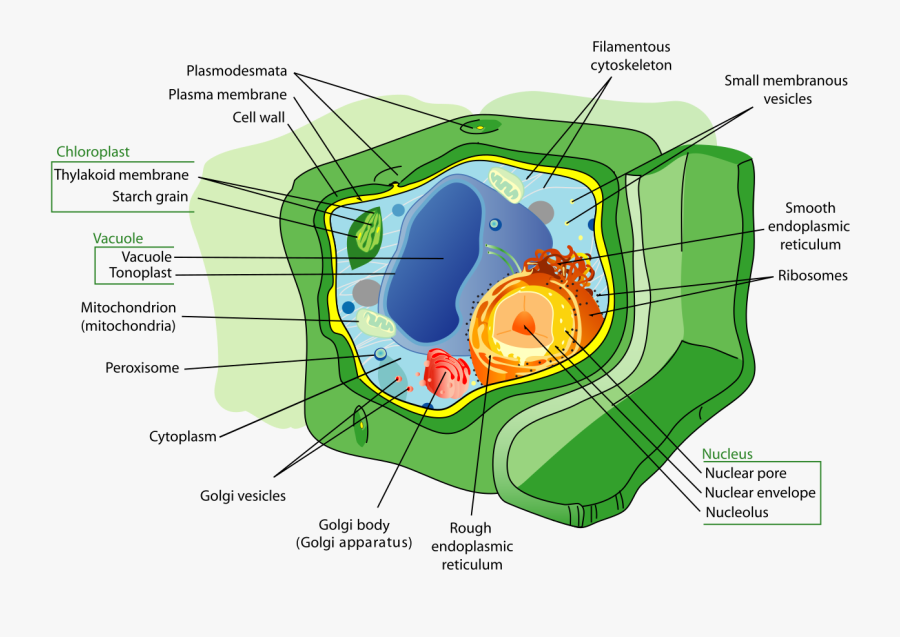 Clip Art Wikipedia - Plant Cell Diagram Cytoskeleton, Transparent Clipart