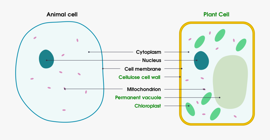 Animal And Plant Cell Diagram For Kids Clipart , Png - Plant Cell Simple, Transparent Clipart