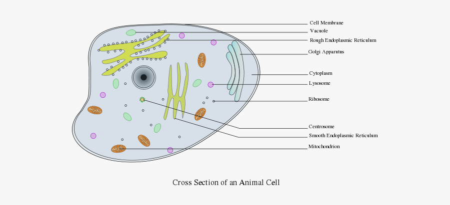 Animal Cell Labelled - Animal Cell Labeled Gcse, Transparent Clipart