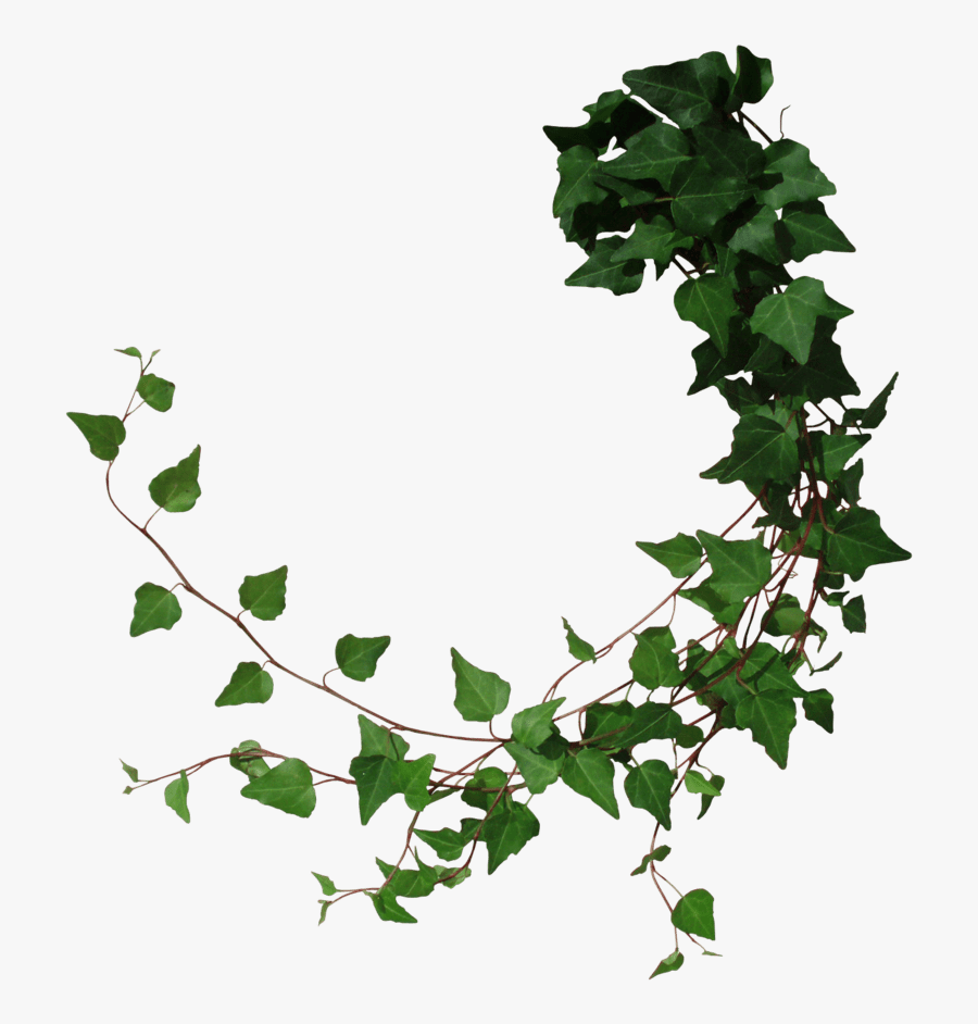 Transparent Ivy Vine Clip Art Ivy Transparent Background Free Transparent Clipart Clipartkey