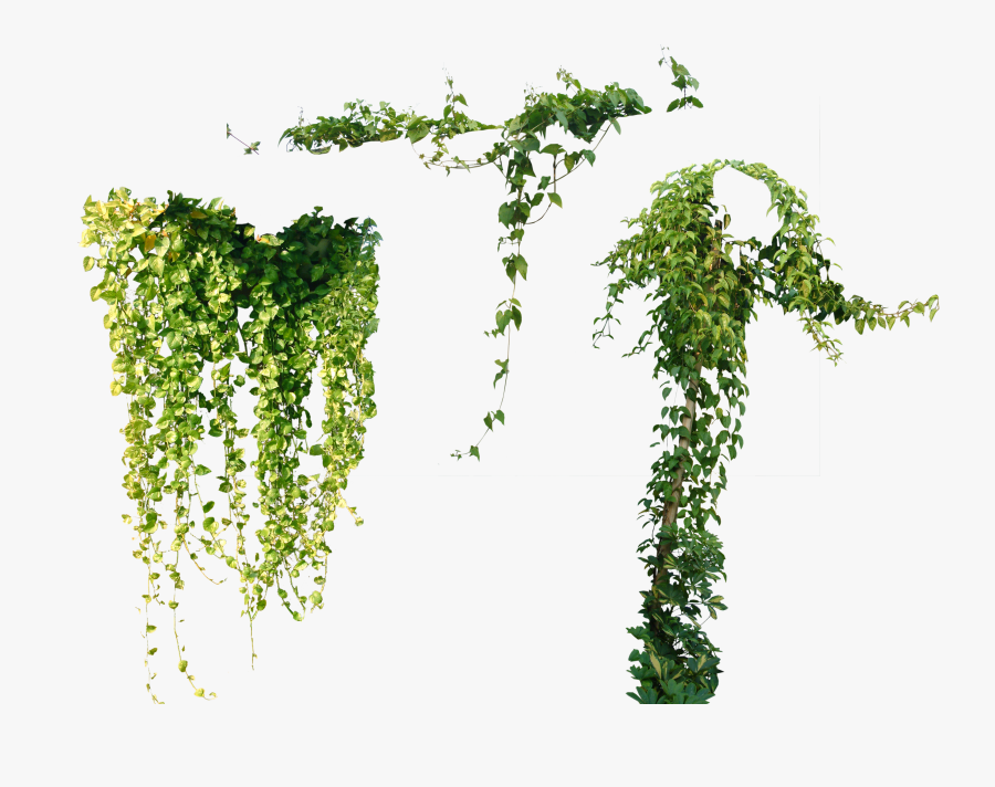 Tree Plant Vine Ivy Others Png File Hd Clipart - Vines Png, Transparent Clipart