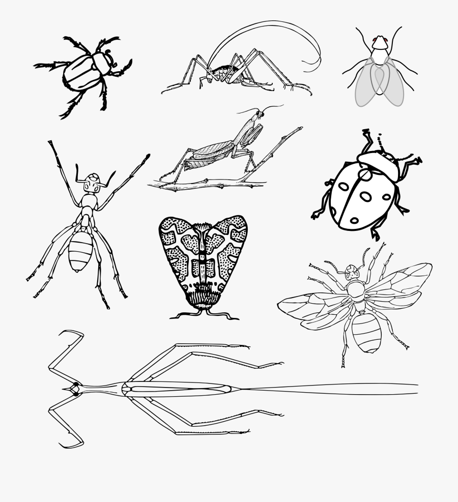 Insects Black And White Clipart Png, Transparent Clipart